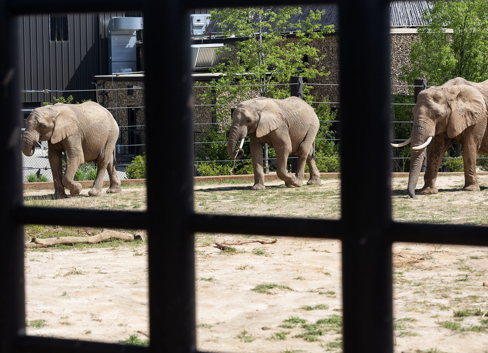 20190416_New_Elephants_Zoo_04web.jpg